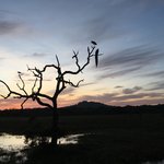 Peacock and Serpent Eagle in a tree at dawn - Yala. | Photo taken by Sylvanna C