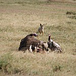 After the cheetah eats vultures and a jackel have their share. | Photo taken by Jonathan G