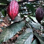 Cacao pod | Photo taken by Sophie E