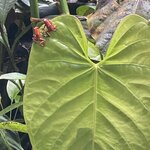 Photo taken by Roveen B