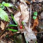 Photo taken by Baruch Z