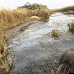 Elephant Safari | Photo taken by matthew h
