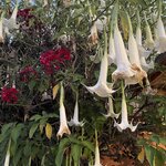 Photo taken by Yuri L