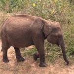 Baby elephant | Photo taken by Sylvanna C