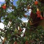 brumansia outside Leymebamba museo  | Photo taken by Janice V