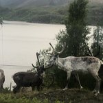 Reindeer everywhere | Photo taken by florence P