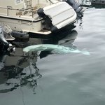 Quick drive to Hammerfest and a Boluga whale | Photo taken by florence P