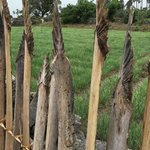 Chillies grown behind palmyra leaf fences. | Photo taken by Sylvanna C