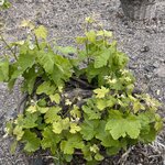 Photo taken by Vidjaya R