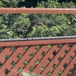 Visitor at breakfast | Photo taken by Diane B