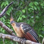 Hoatzin known as stinkbird | Photo taken by Wendy D