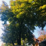 The trees of Odessa | Photo taken by Barbara D