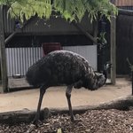 Emu | Photo taken by Alfredo H
