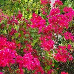 Photo taken by Ram R