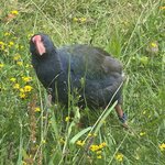 Photo taken by Jessee H