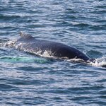 Photo taken by Tim Z