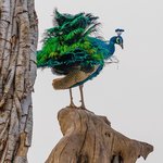Peacock, national bird of India, Ruffling his feathers. | Photo taken by Jean M