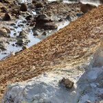 Photo taken by Tim Z