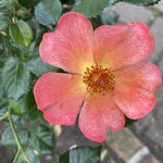 Photo taken by Nina S