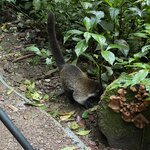 White nosed coati | Photo taken by Anita L