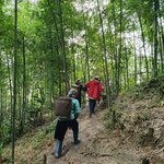 Hiking through a bamboo forest | Photo taken by Zachary M