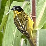 Photo taken by Fuad A