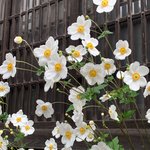 Flowers | Photo taken by peter e