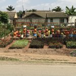 Roadside nurseries in Nairobi | Photo taken by Misao J