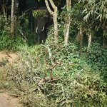 The Tusker! Yala National Park | Photo taken by Andrew H