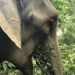 Elephant near Chitwan | Photo taken by Lisa D