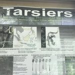 Tarsiers monkeys.   | Photo taken by Segal A
