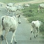 Our drive from Mandalay to Bagan | Photo taken by Cynthia C