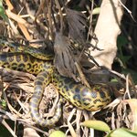 Photo taken by Kelvin V