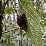The biggest snail in the forest | Photo taken by Anita L