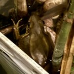 Photo taken by Joe S