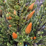 Photo taken by Tom K