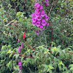 Photo taken by Debi H