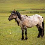 Horses raised by the nomadic family | Photo taken by Manzurur K
