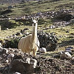 Alpaca | Photo taken by Kristin M