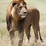 The darker the lions mane the more attractive it is to female lions. | Photo taken by Jonathan G