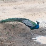 Peacock | Photo taken by Sylvanna C