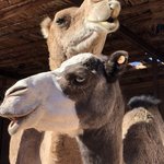 Actor camels | Photo taken by Rose A