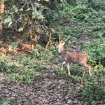 Spotted Deer during Elephant Safari | Photo taken by matthew h