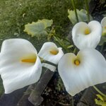 Photo taken by Linda W