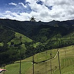 Wax Palms - Cocora Valley | Photo taken by David B