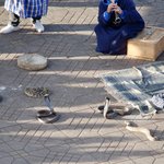 Snakes! | Photo taken by Margi S