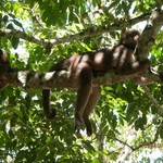 Misahaulli & the monkeys | Photo taken by Katrina H