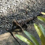 Igu :) | Photo taken by Nitin A