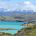 Lone Guanaco taking in the view | Photo taken by Melody B