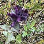 Flowers | Photo taken by florence P